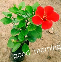 Featured image of post Good Morning Chiku Images If you find your friend